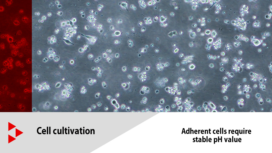 The Ph Value Is A Key Factor In Cell And Tissue Cultures